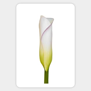 Arum Lily Bud Sticker